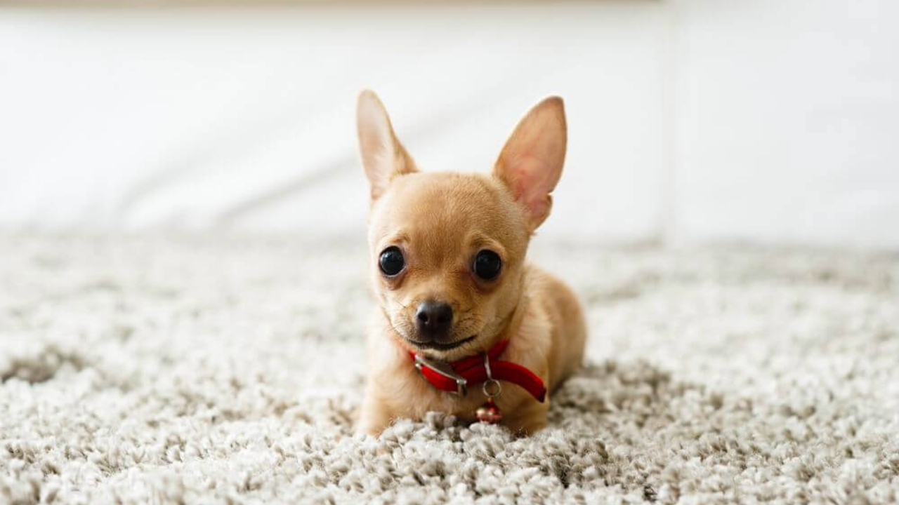 Técnicas eficazes para controlar o comportamento do seu cão e garantir uma convivência mais tranquila.